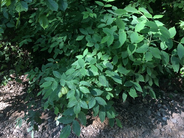 Staphylea pinnata