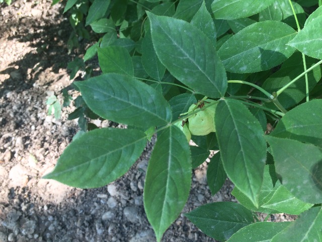 Staphylea pinnata