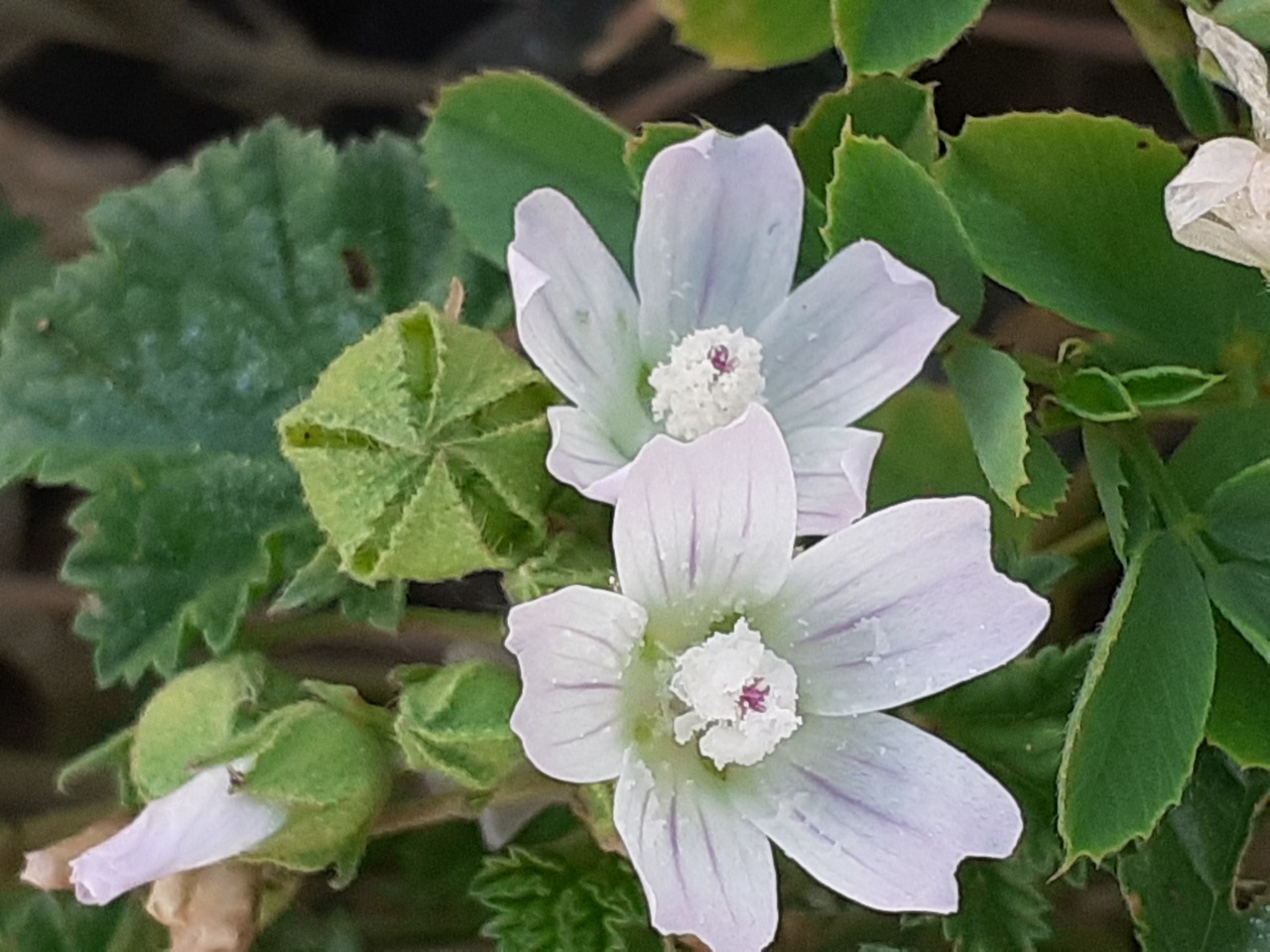 Malva neglecta