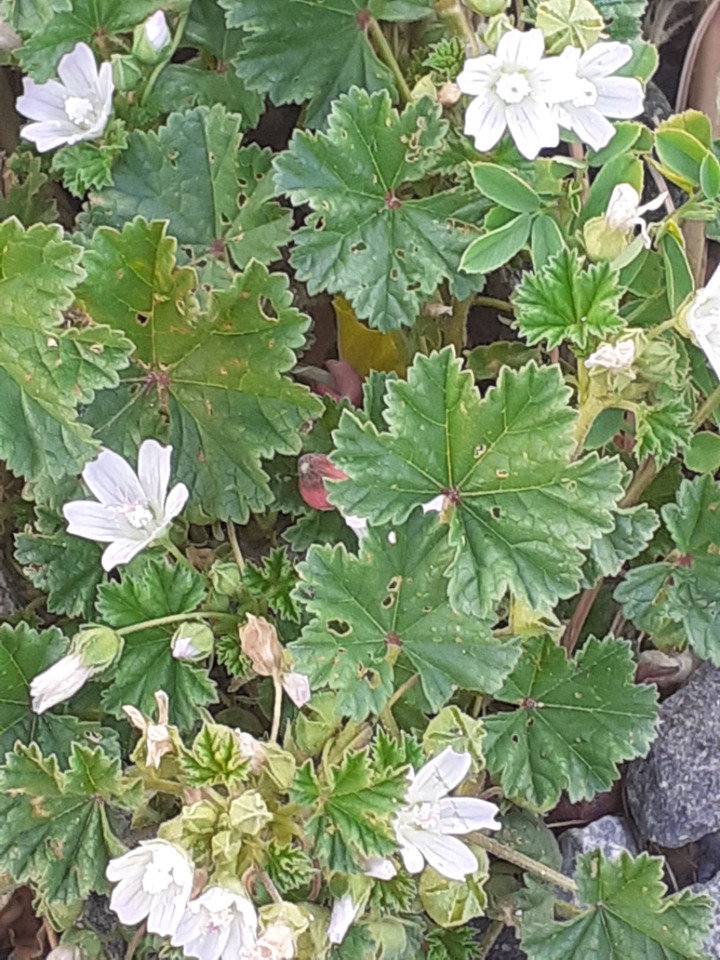 Malva neglecta