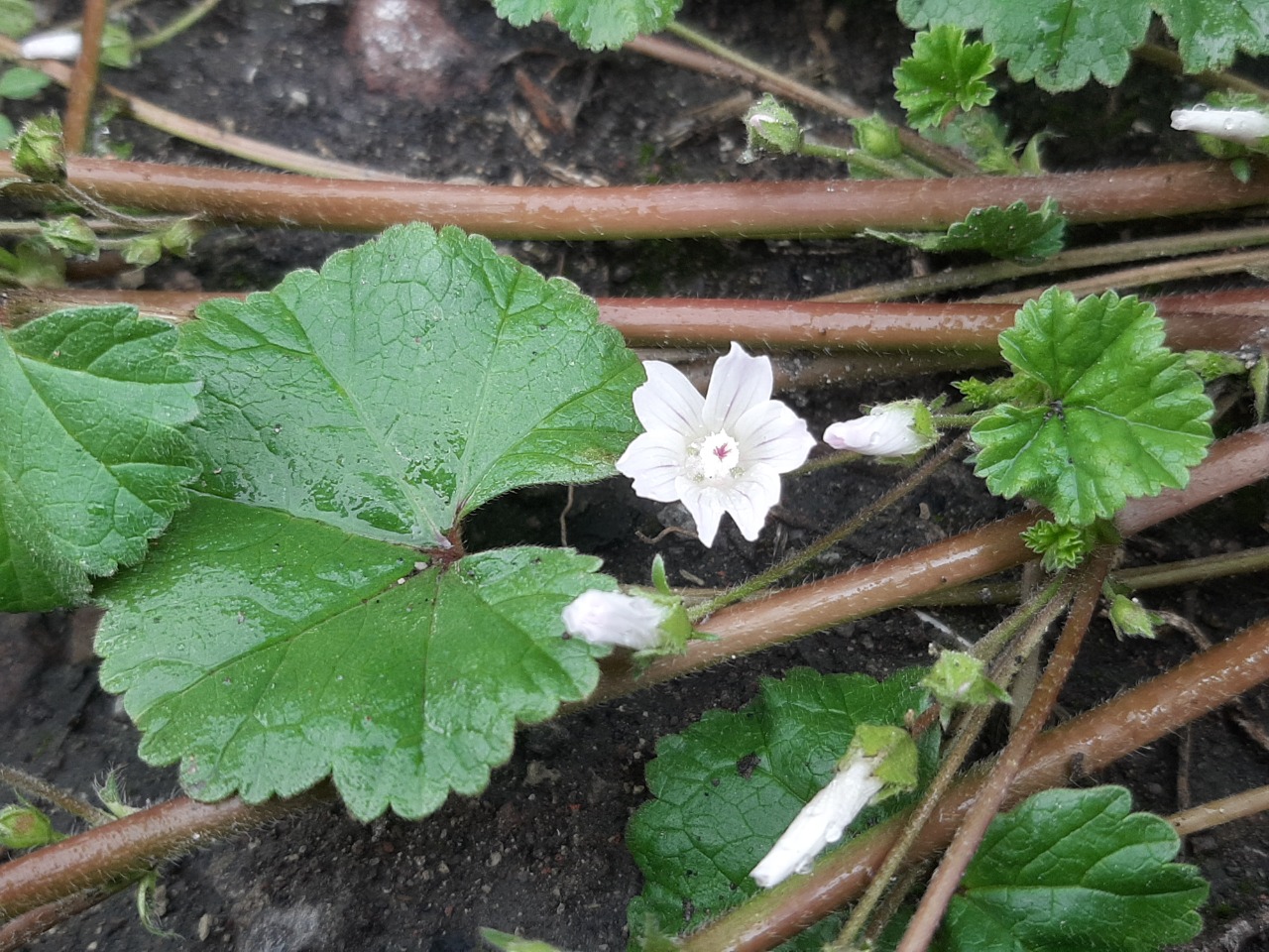 Malva neglecta