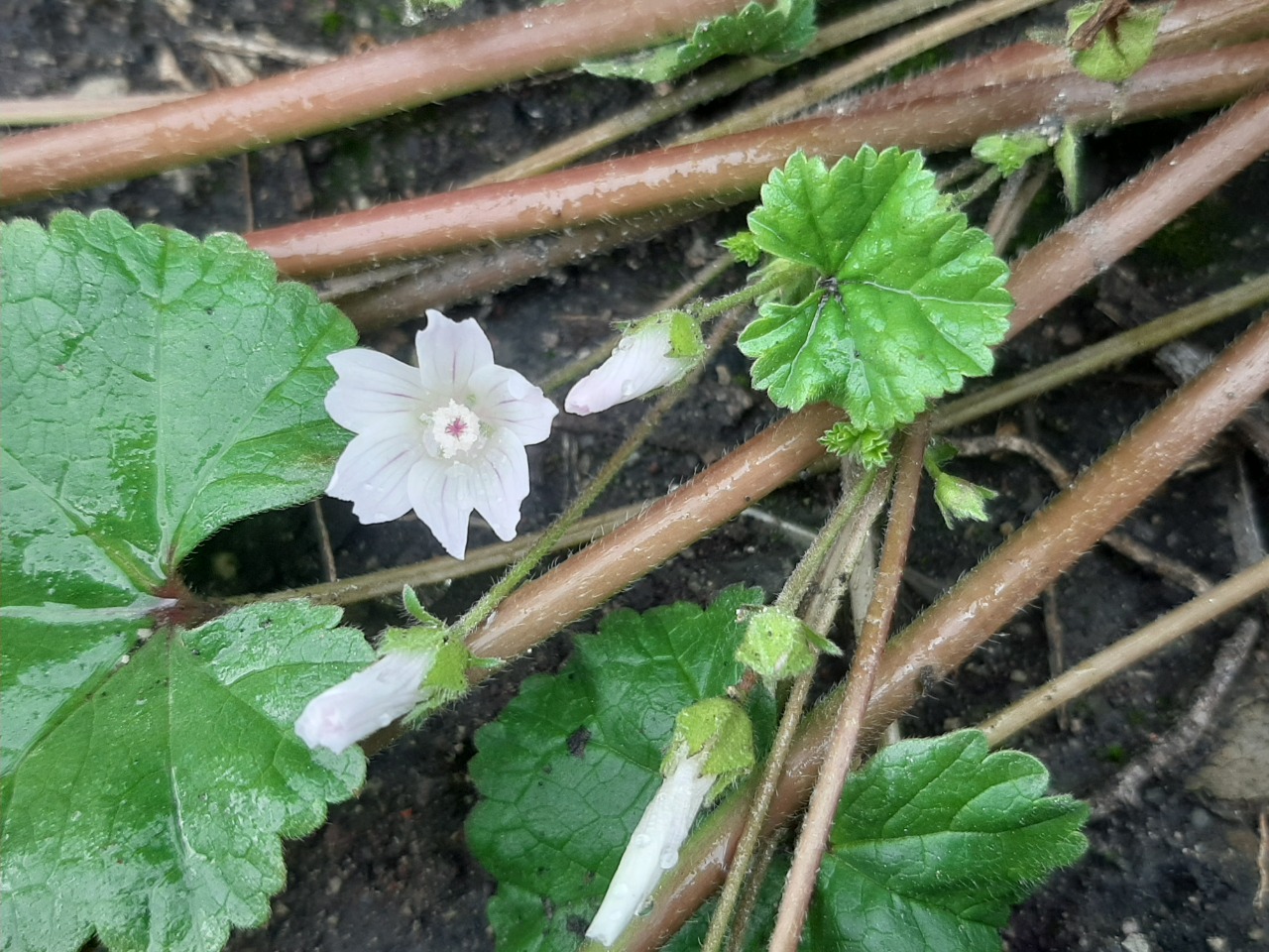 Malva neglecta