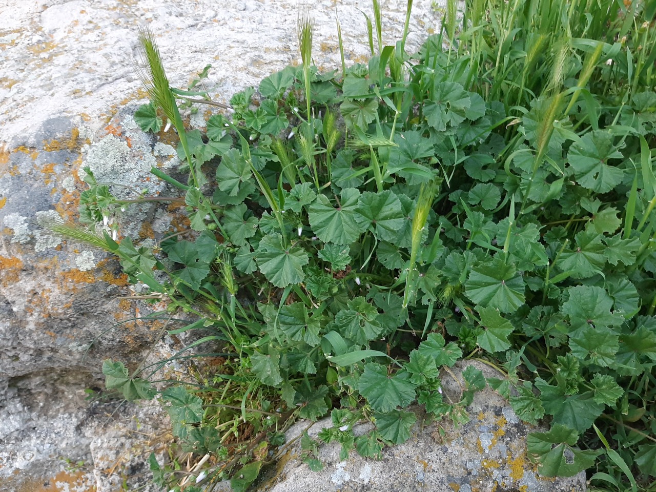 Malva neglecta