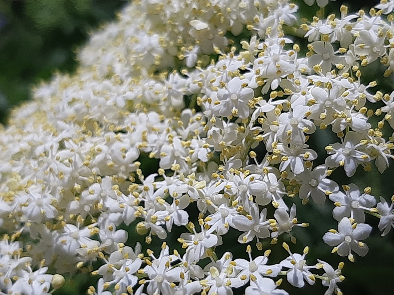 Sambucus nigra