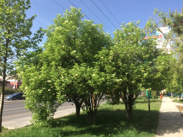 Sambucus nigra