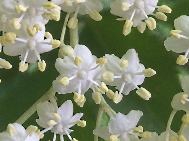 Sambucus nigra