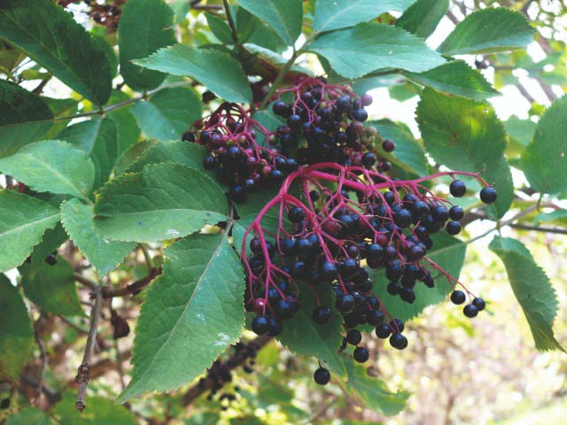 Sambucus nigra