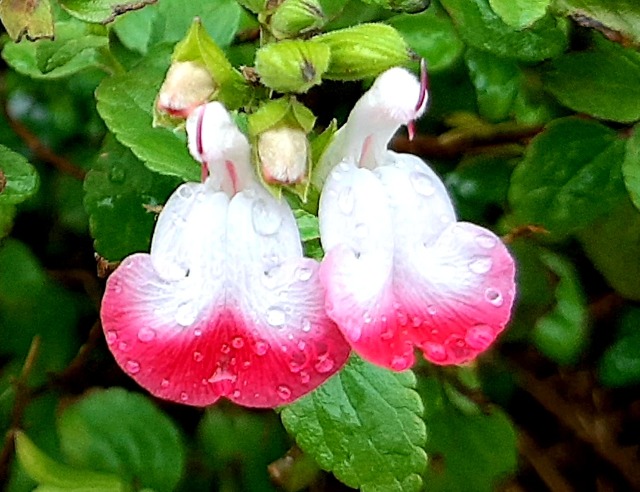 Salvia microphylla