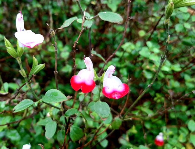 Salvia microphylla