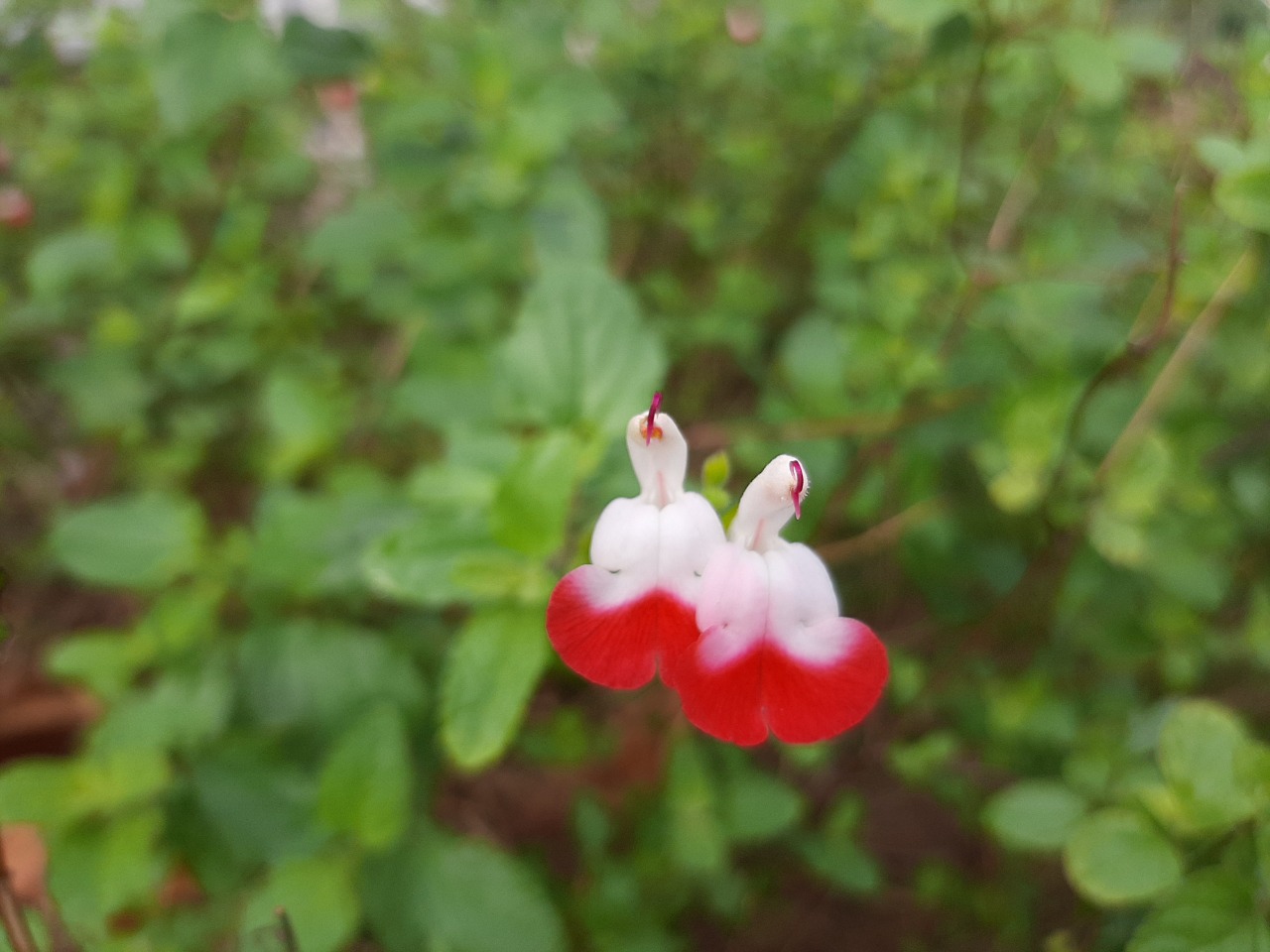 Salvia microphylla