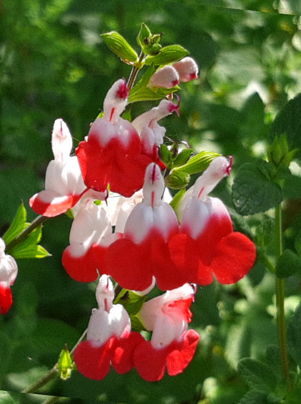 Salvia microphylla