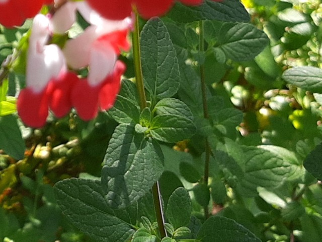 Salvia microphylla