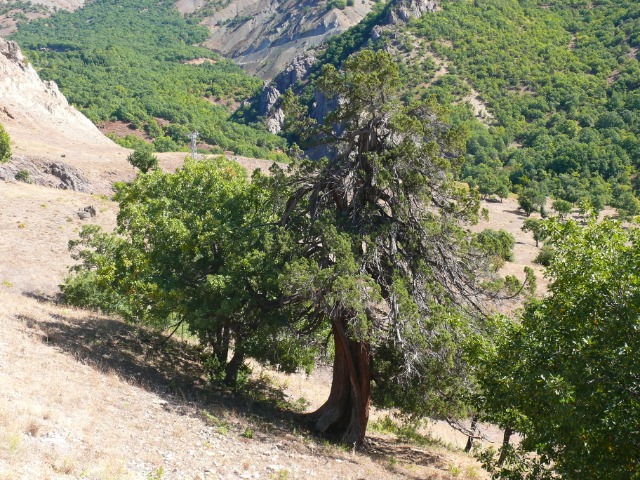 Juniperus excelsa