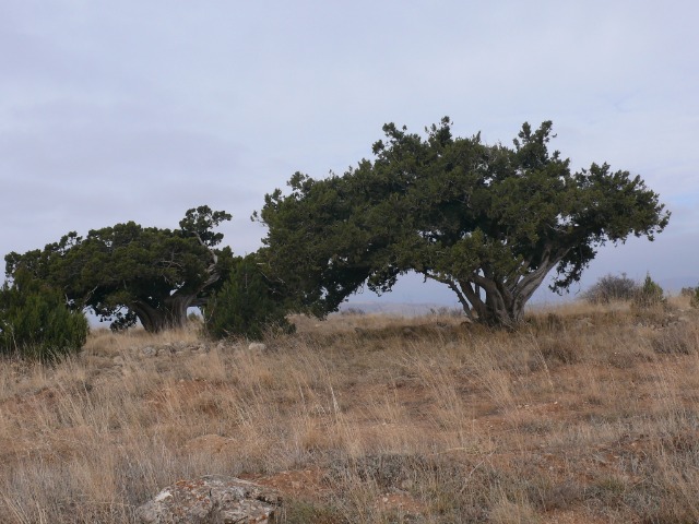 Juniperus excelsa