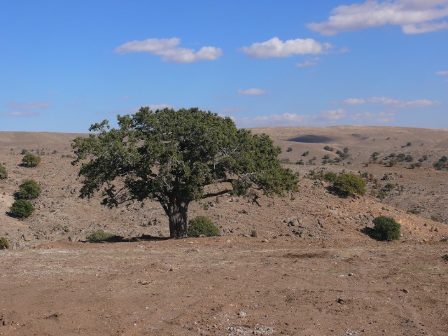 Juniperus excelsa