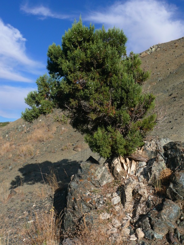 Juniperus excelsa