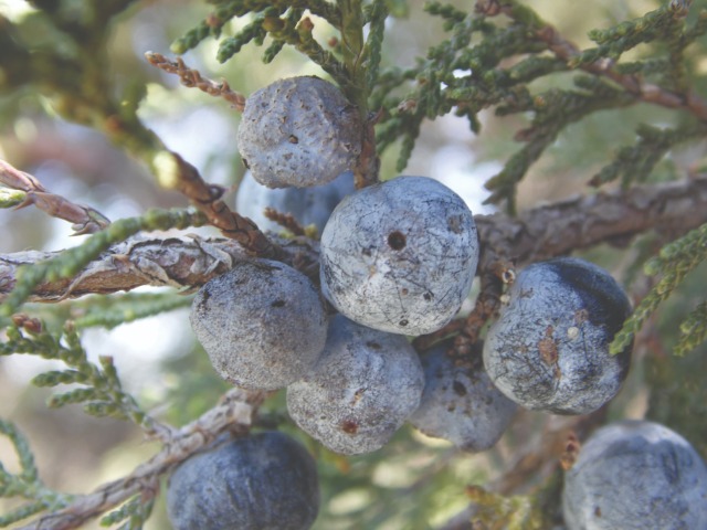 Juniperus excelsa