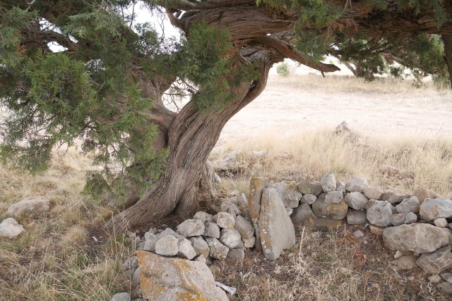 Juniperus excelsa