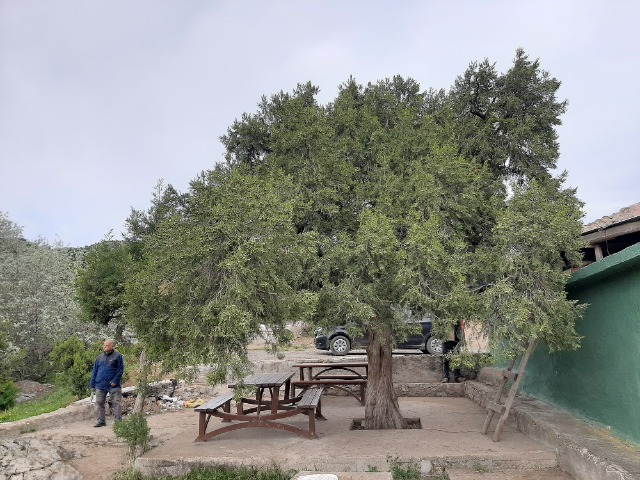 Juniperus excelsa