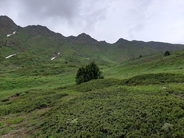 Juniperus excelsa