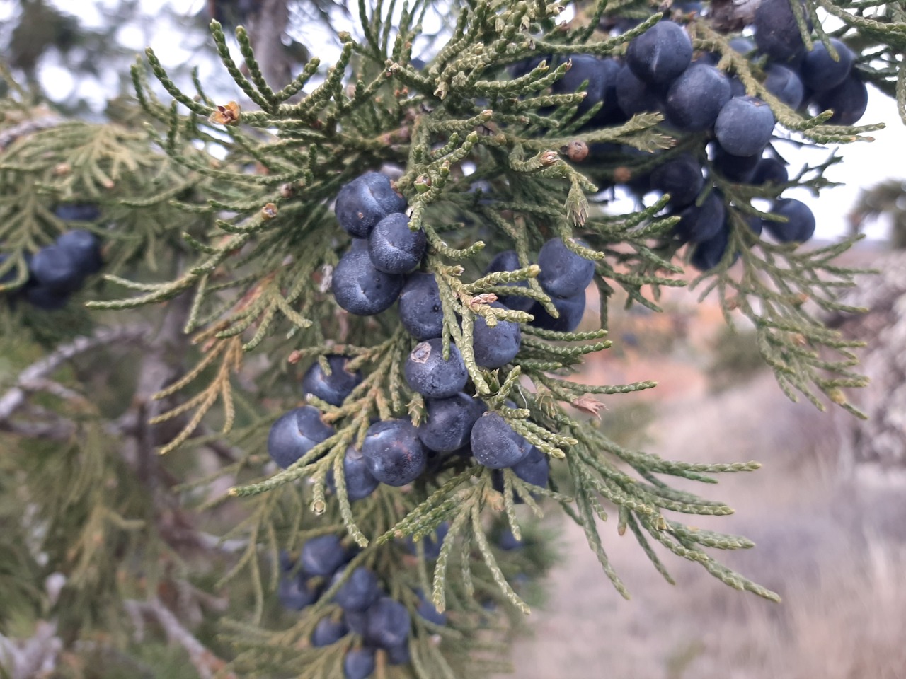 Juniperus excelsa