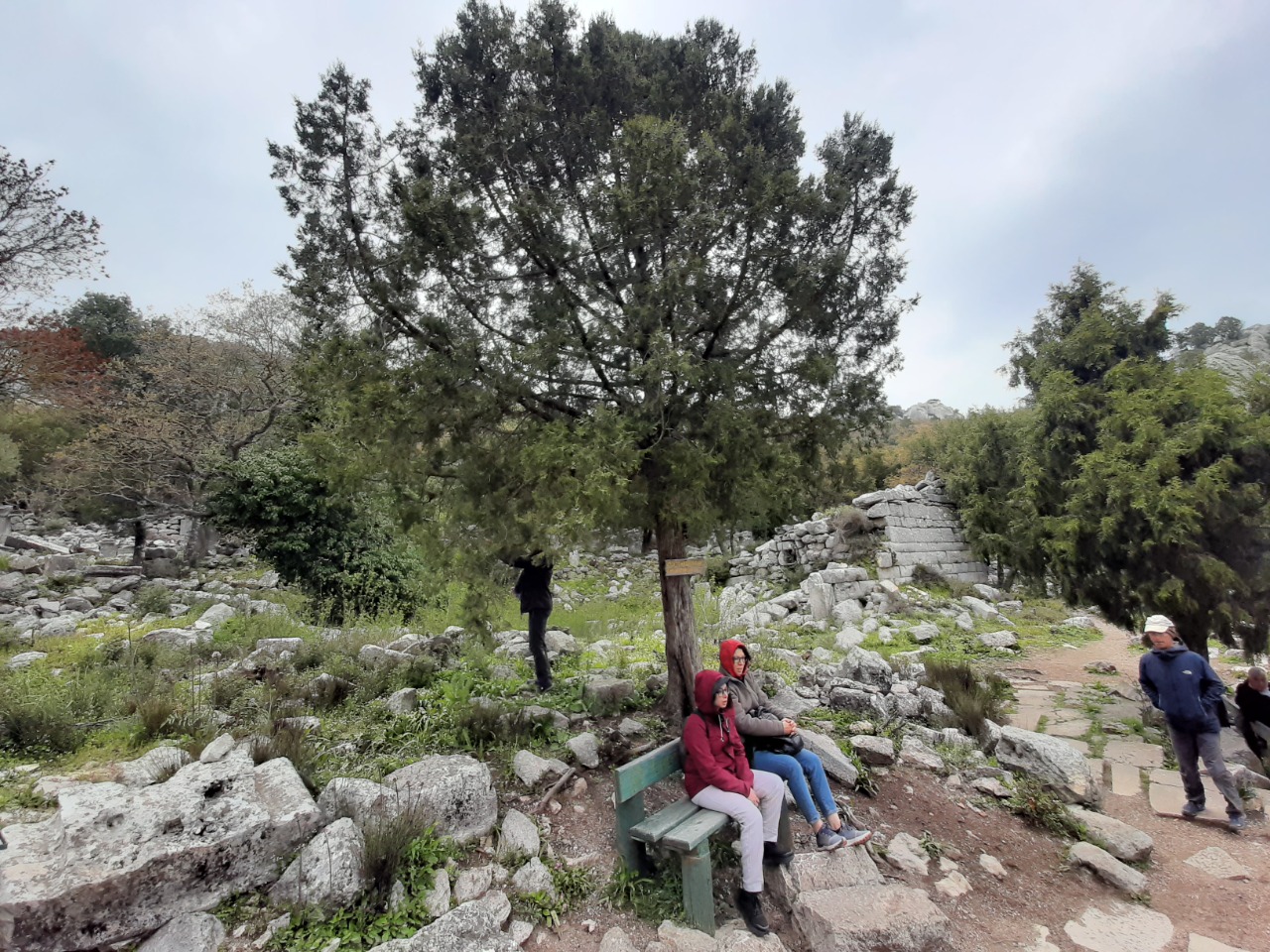 Juniperus excelsa