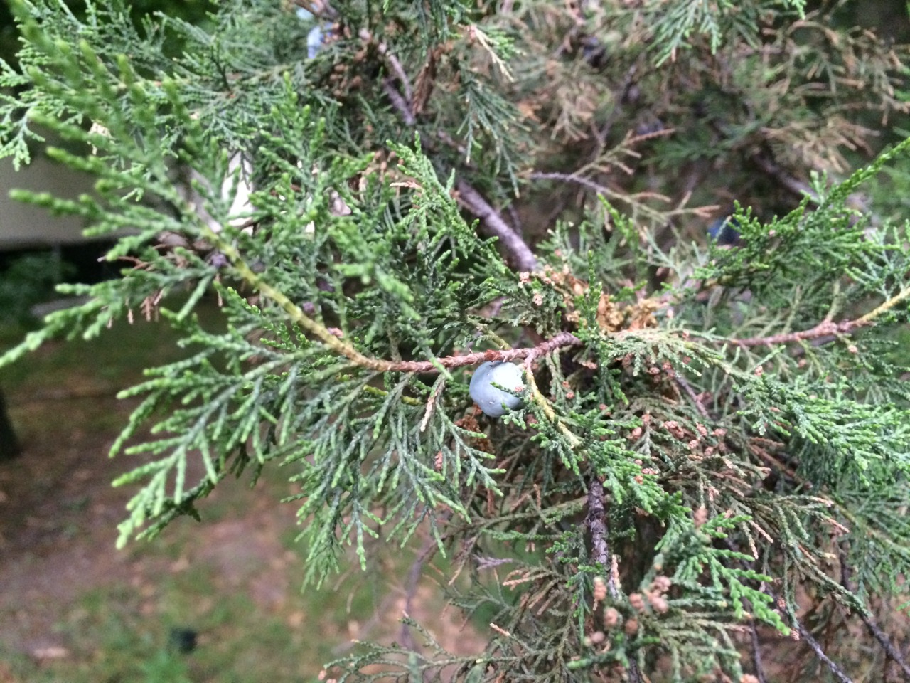Juniperus excelsa