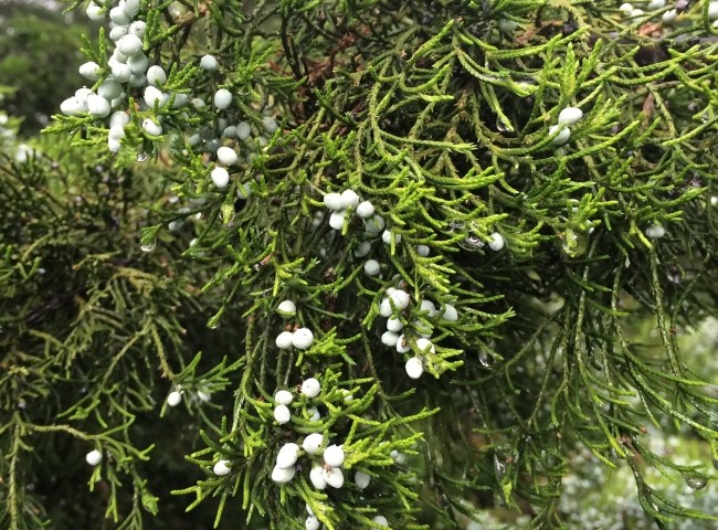 Juniperus virginiana