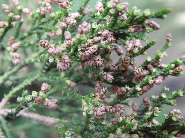 Juniperus virginiana