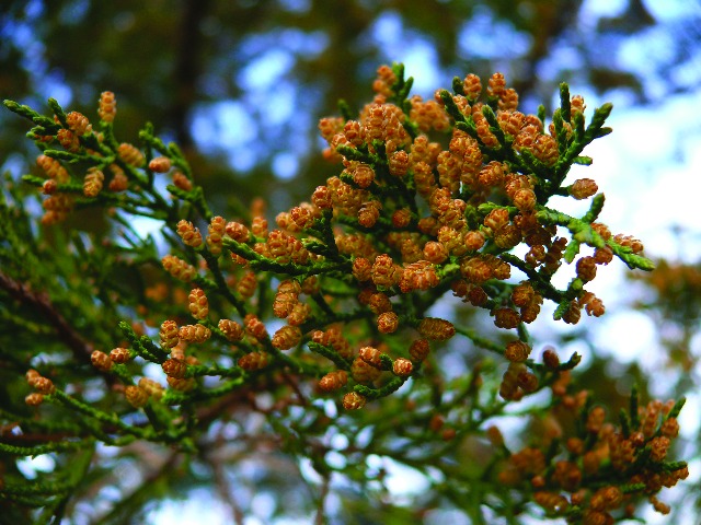 Juniperus virginiana