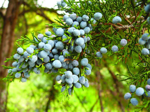 Juniperus virginiana