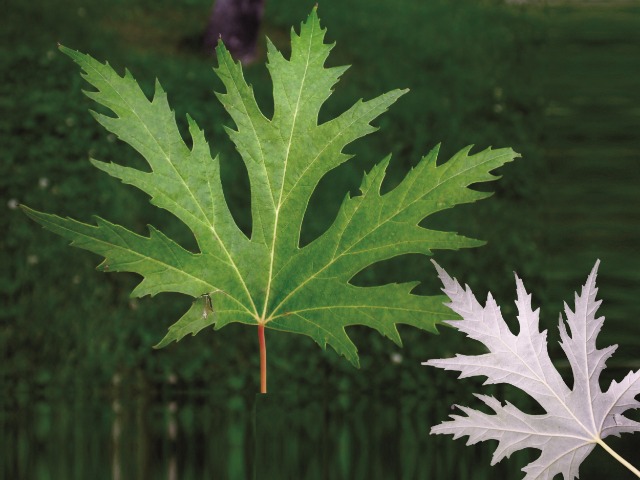 Acer saccharinum