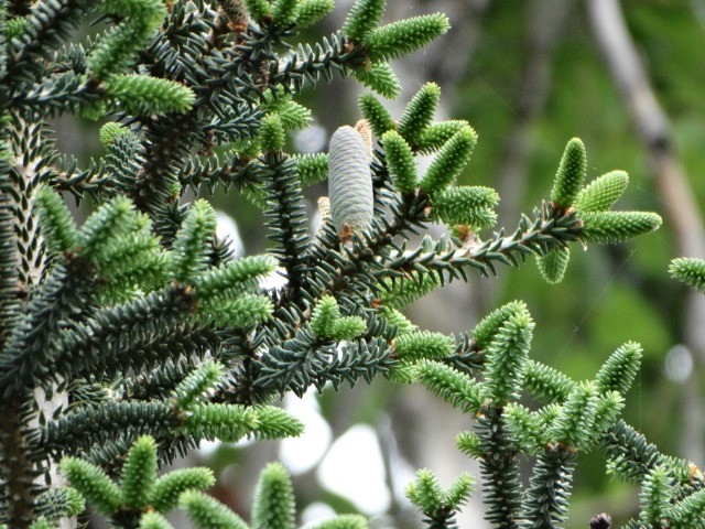 Abies pinsapo