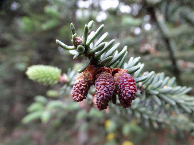 Abies pinsapo