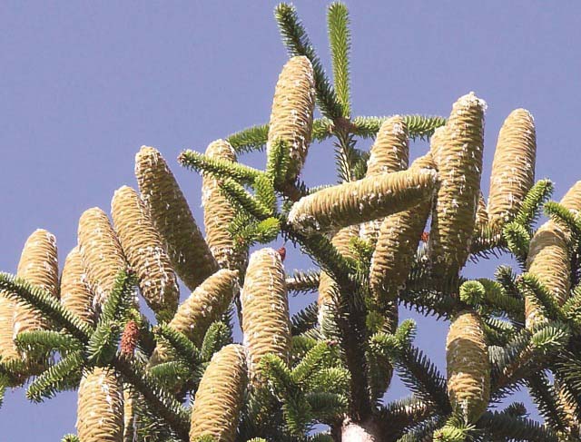 Abies pinsapo