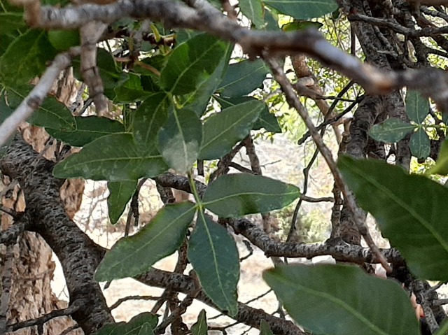 Pistacia atlantica