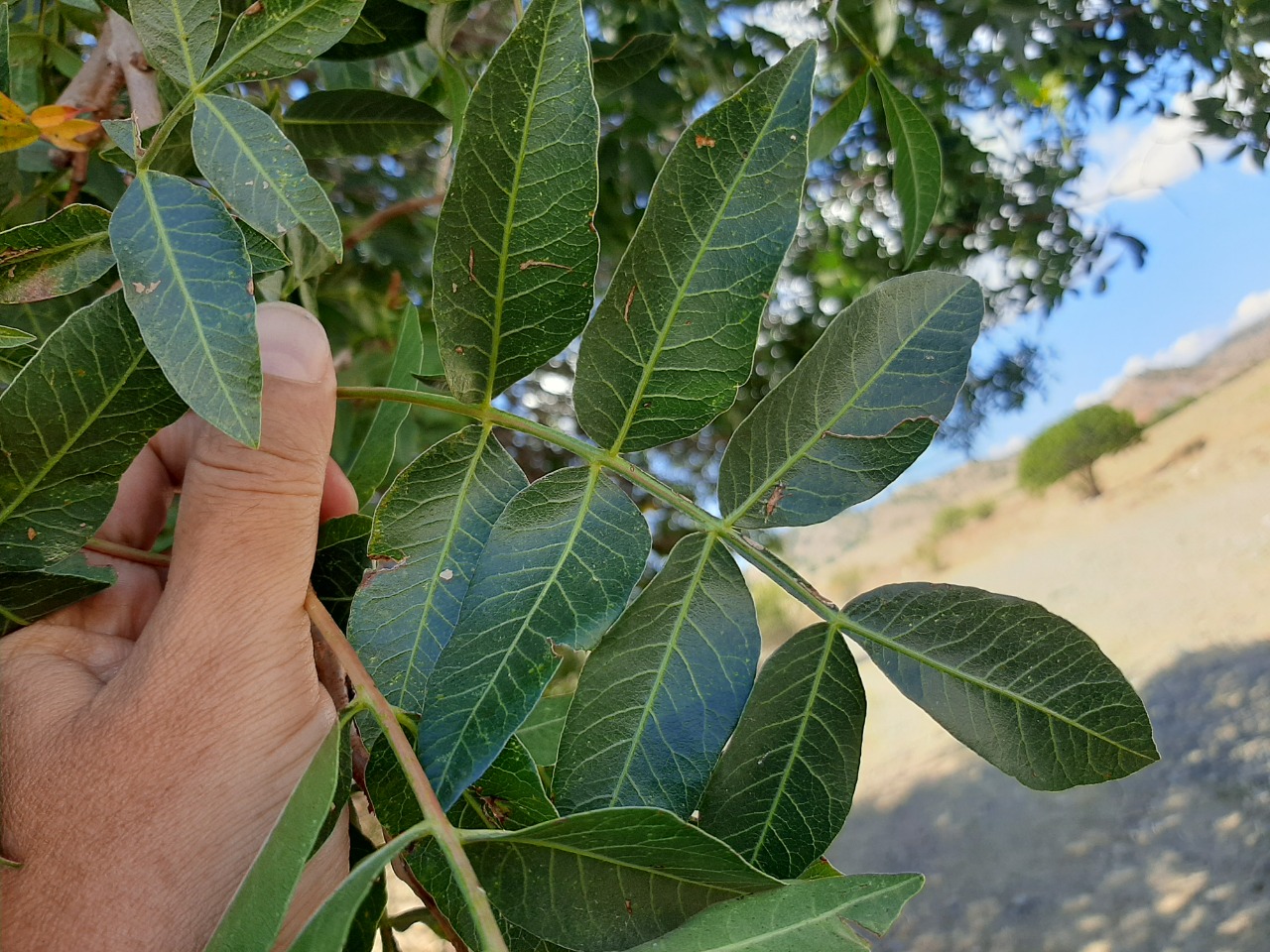 Pistacia atlantica