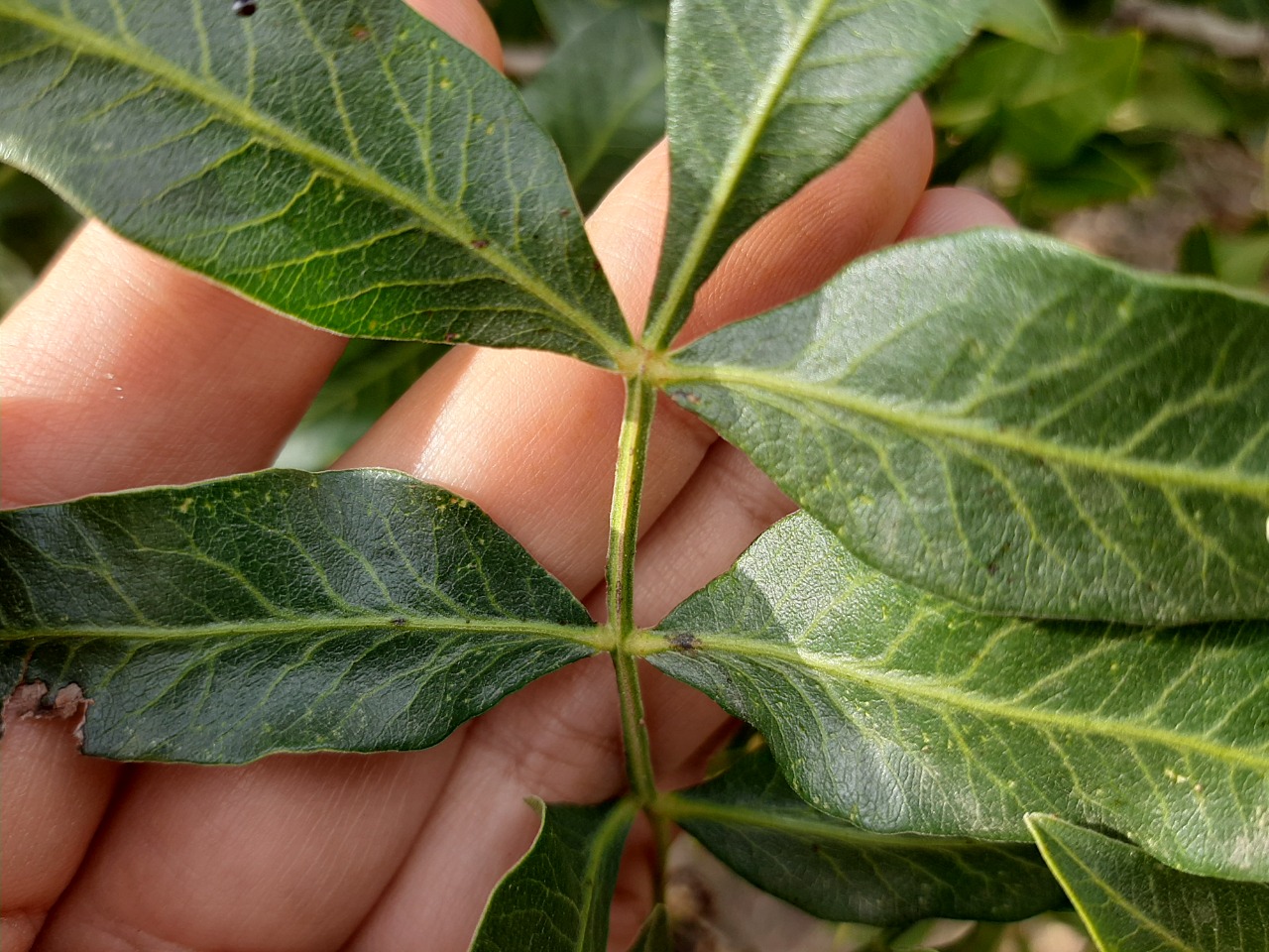 Pistacia atlantica