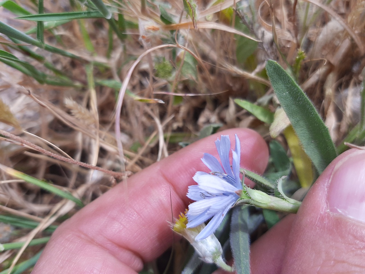 Cichorium pumilum