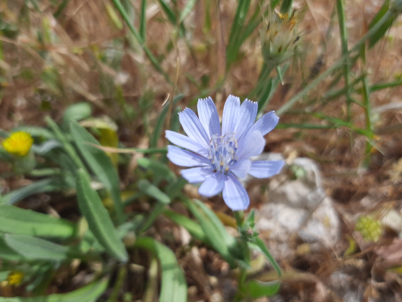 Cichorium pumilum