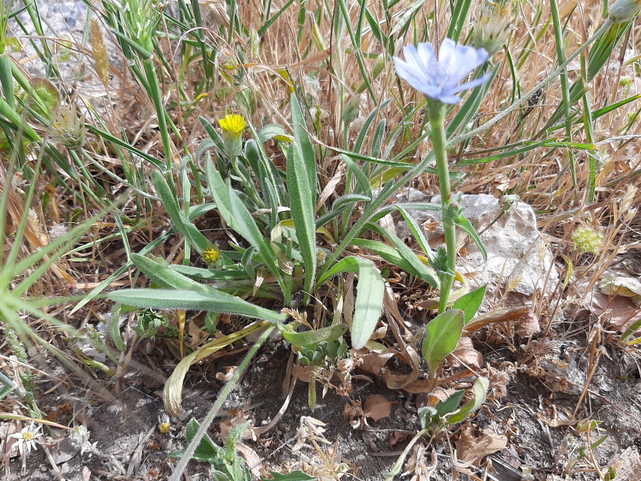 Cichorium pumilum