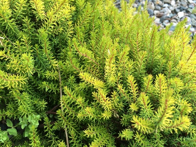 Erica carnea