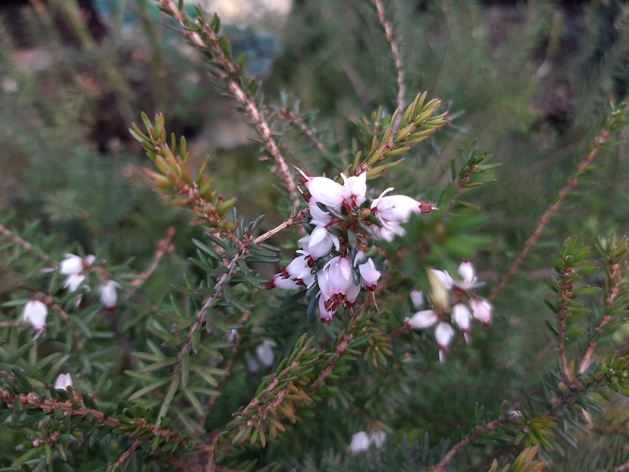 Erica carnea