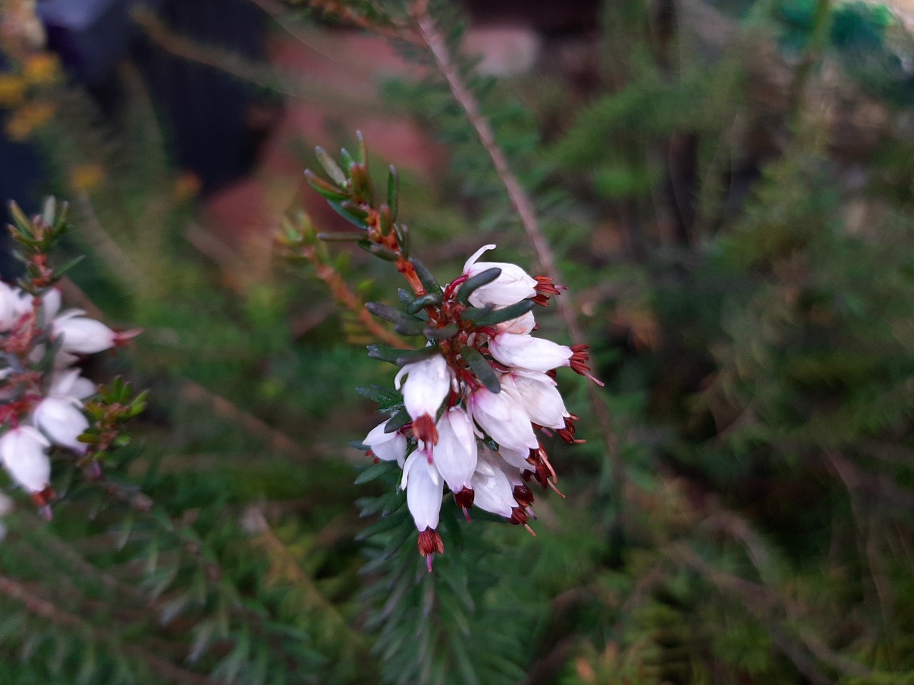 Erica carnea