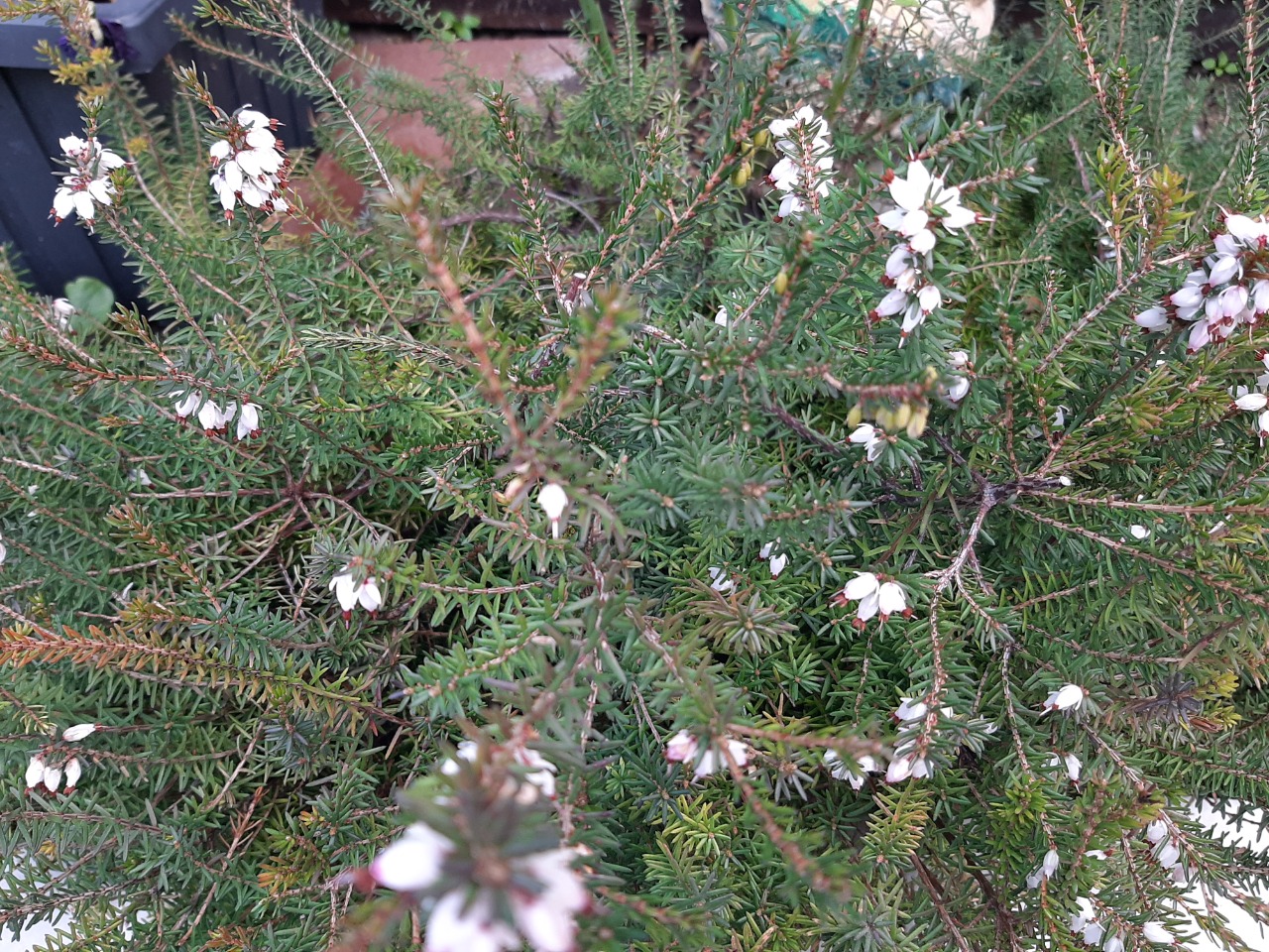 Erica carnea