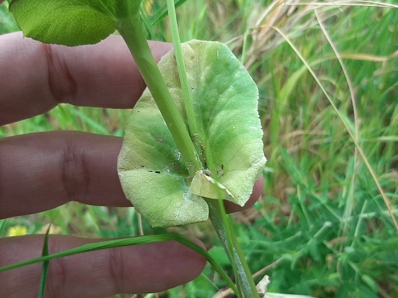 Smyrnium rotundifolium