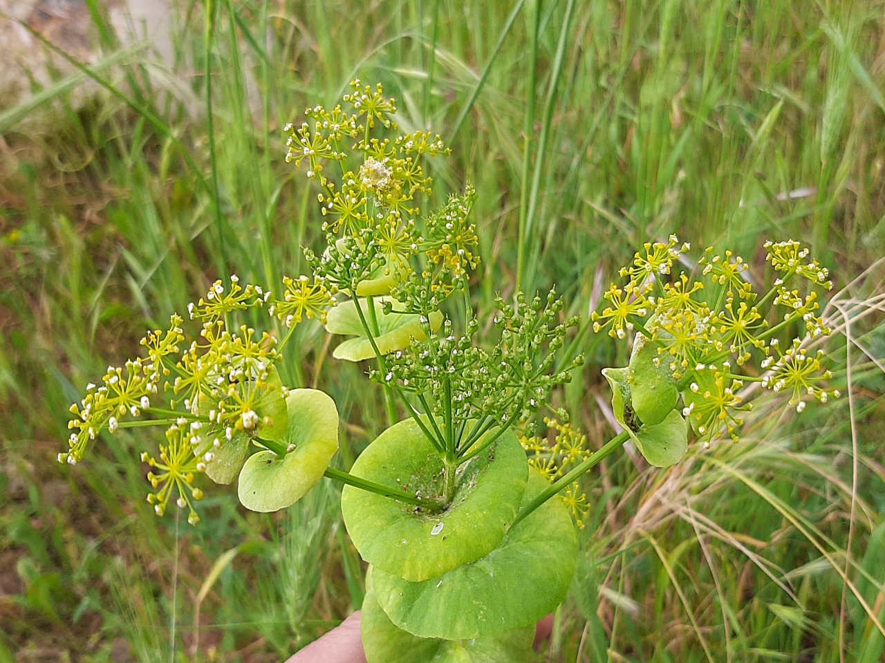 Smyrnium rotundifolium