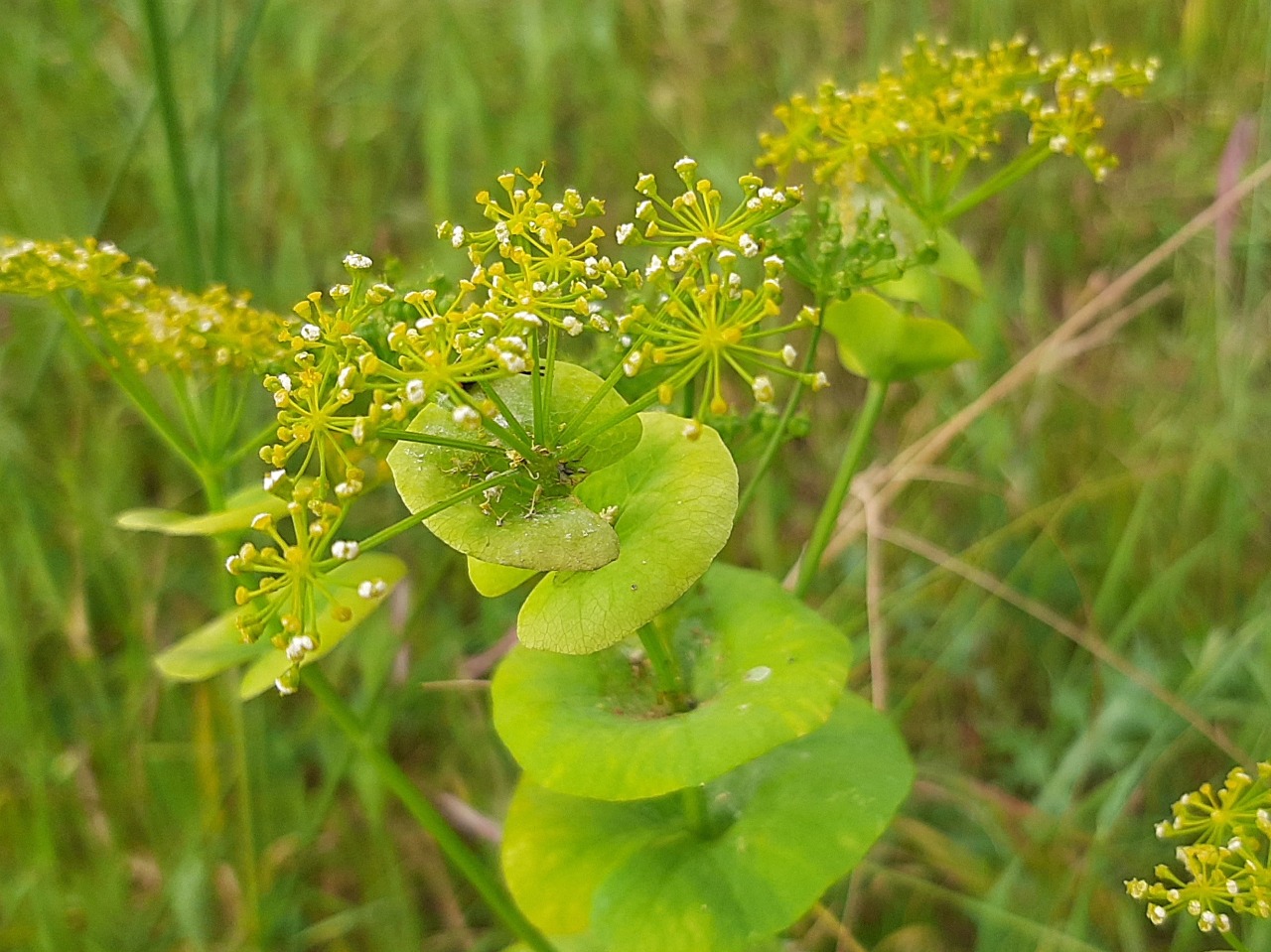 Smyrnium rotundifolium