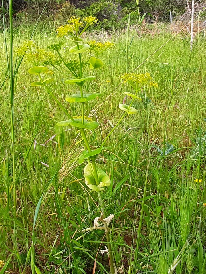 Smyrnium rotundifolium