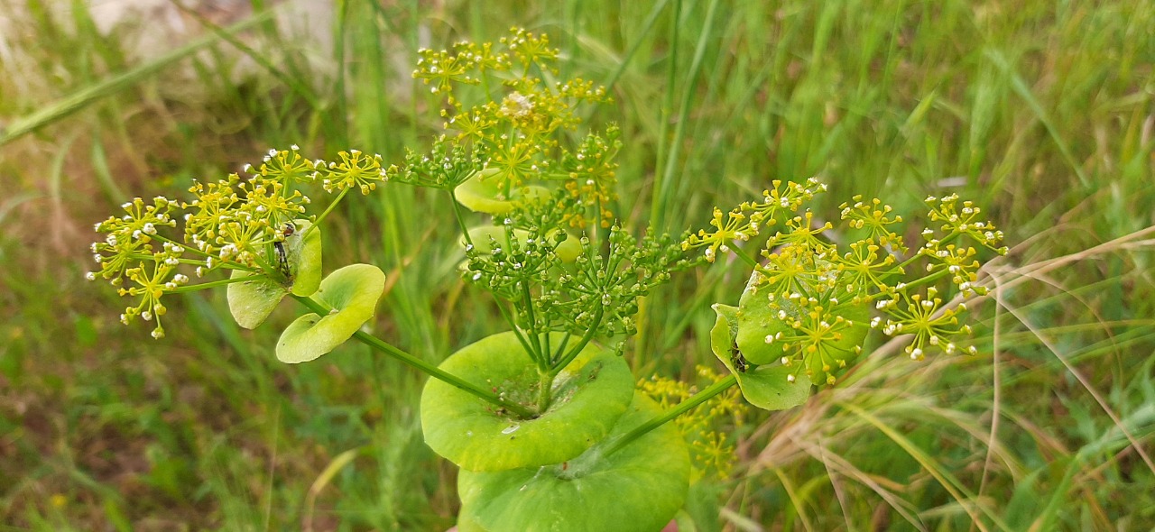 Smyrnium rotundifolium